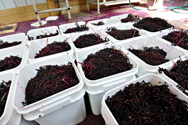 ElderberryHarvest4775.jpg