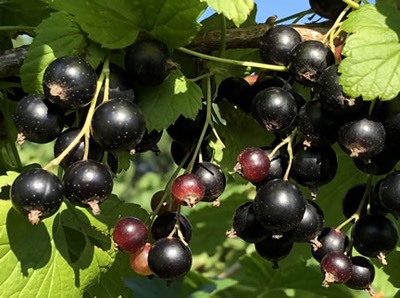 Black Currants-close.jpg